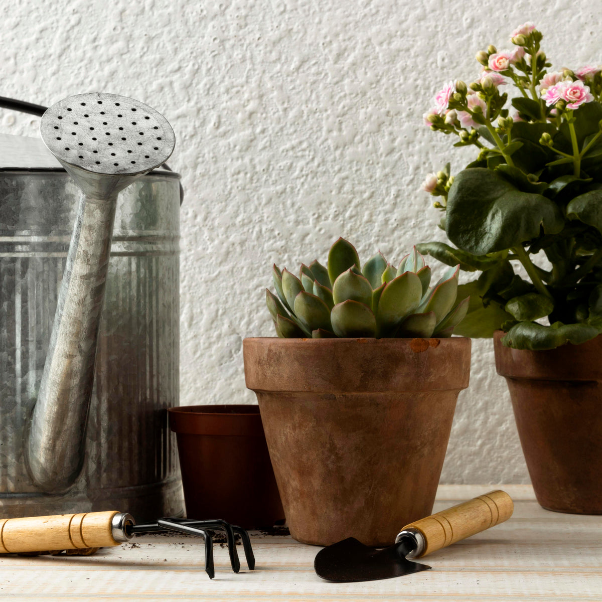 Home & Garden